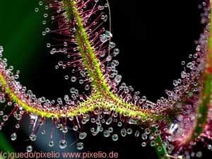 l�hikuva kihokin pyyntikarvoista