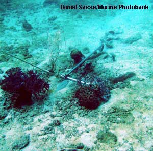 Koralliriuttaa heitetty ankkuri