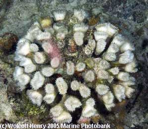 kalvennut koralli on ihan valkoinen