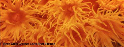 Oranssit korallipolyypit ovat kuin kukkia, polyyppien pyyntilonkerot n�ytt�v�t ter�lehdilt� ja niiden keskell� on suu.