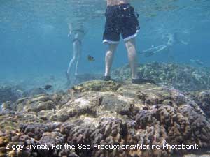 Korallien p��ll� k�velevi� ajattelemattomia turisteja