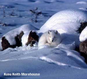 valkoinen naali eli napakettu makaa hangella kiven suojaan k�pertyneen�