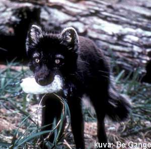 Kes�ll� naali on musta, vain korvank�rjet ja kulmakarvat erottuvat valkoisina