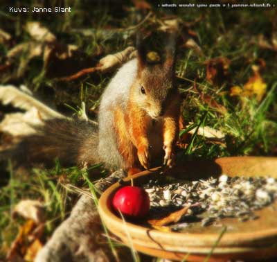 sel�st��n harmaantunut orava ruokakupilla