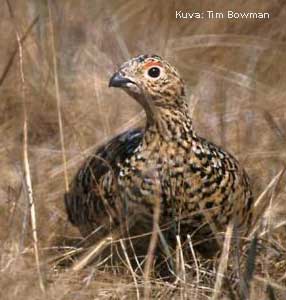 Kes�ll� ruskeaa riekkoa on vaikea havaita samans�vyisest� maastosta