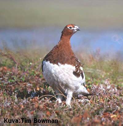 riekko, jonka p�� ja kaula ovat ruskeat, muu h�yhenpeite valkoinen