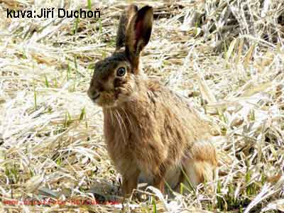 ruskea rusakko maastoutuu heinikkoon