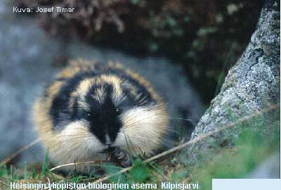 tunturisopuli puputtaa jotakin ja tuijottaa katsojaa mustilla nappisilmill��n