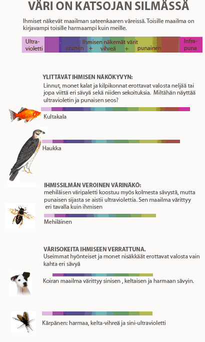 Kaaviokuva eri el�inlajien v�rin�k�kyvyst�. 
 Linnut ja monet kalat, esim. kultakalat 
 erottavat auringon valosta nelj�� 
 jopa viitt� eri v�ri� sek� niiden sekoituksia. 
 Milt�h�n n�ytt�� ultravioletin ja punaisen sekoitus?
  Mehil�isen v�ripaletti koostuu kolmesta s�vyst�,
  kuten ihmisenkin, mutta se ei erota punaista, 
 vaan sen kolmas v�ri sinisen ja
  vihre�n lis�ksi on ultravioletti. 
 Sen maailma v�rittyy eri tavalla kuin meid�n.
  Useimmat hy�nteiset ja monet nis�kk��t 
 erottavat valosta vain kahta v�ri�. 
  Ne ovat v�risokeita ihmiseeen verrattuna.
  Koiran maailma v�rittyy sinisen, 
 keltaisen ja harmaan s�vyin. 
 K�rp�nen n�kee harmaata, 
 keltavihre�� ja siniultraviolettia.
 